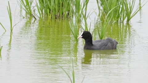 Eurasian coot has a distinctive white beak and 'shield' above the beak Stock Footage 244549091