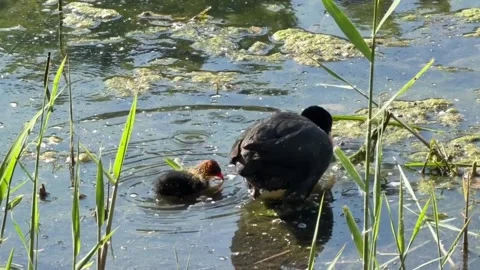 Eurasian coot with its colorful chick swimming in a pond Vídeos de archivo 334635668
