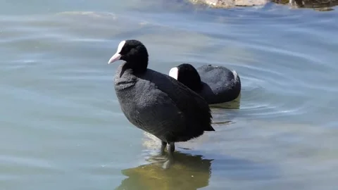 Eurasian coot in the lake Stock Footage 236744957