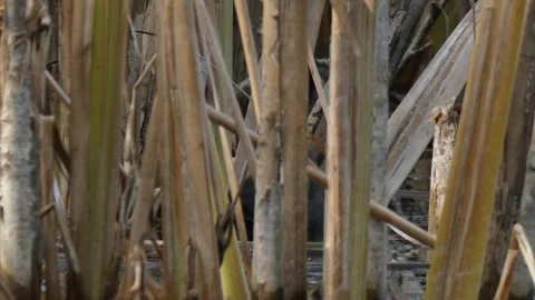 Eurasian Coot movement behind dense swamp reeds Video stock 331687267