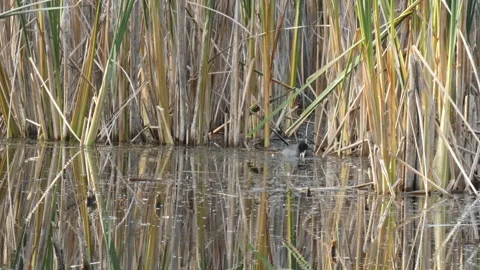 Eurasian Coot moving through reed wall, camera tilting up Video stock 331687185