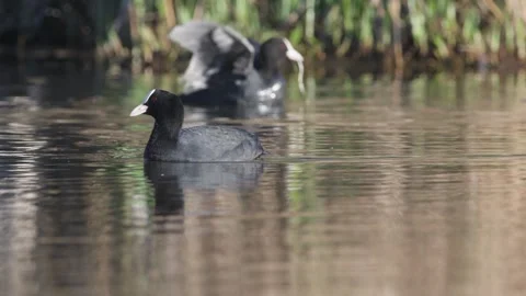 Eurasian Coot or Common Coot, Fulica atra on the water at spring time Stock-Footage 273480454
