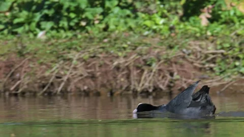 Eurasian Coot or Common Coot, Fulica atra on the water at spring time Video stock 273480472