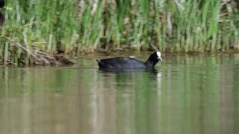 Eurasian Coot or Common Coot, Fulica atra on the water at spring time Video stock 273692479