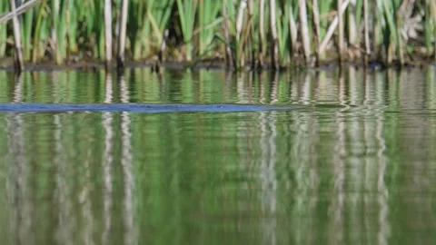 Eurasian Coot or Common Coot, Fulica atra on the water at spring time Stock Footage 273692484