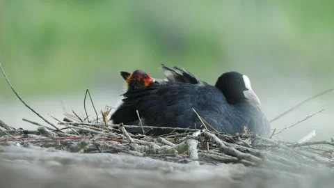 Eurasian Coot Parent with Chick on Nest in 4K Slow Motion Nature Footage Stock Footage 337712843