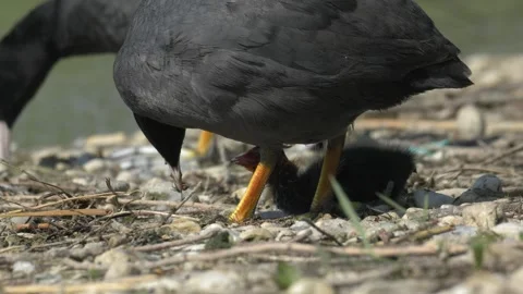 Eurasian Coot Parent Feeding Moving Prey to Chick - 4K Slow Motion Nature Stock Footage 337495541