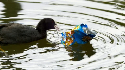 Eurasian Coot pecking at trash floating in water Stock Footage 114594178