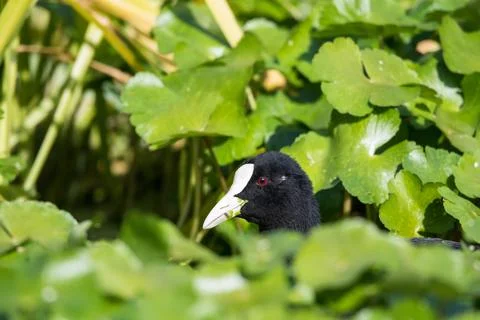 Eurasian coot peeks through dense floating pennywort on the River Lea, UK, .. Stock Photos