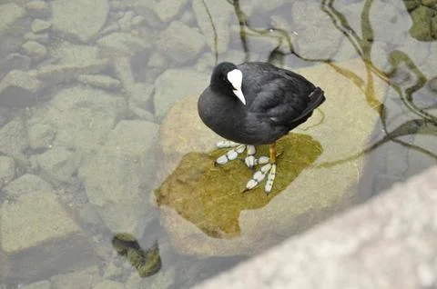 Eurasian coot Stock Photos