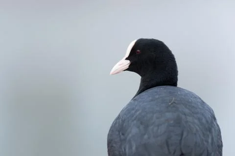 Eurasian coot Stock Photos
