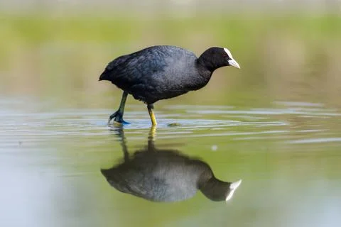 Eurasian Coot Stock Photos