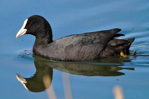 Eurasian Coot Stock Photos