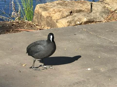 Eurasian coot Foto stock
