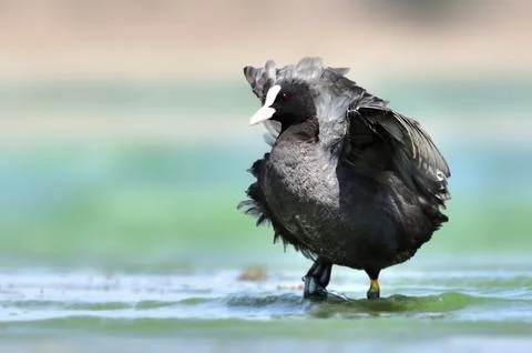 Eurasian coot Stock Photos