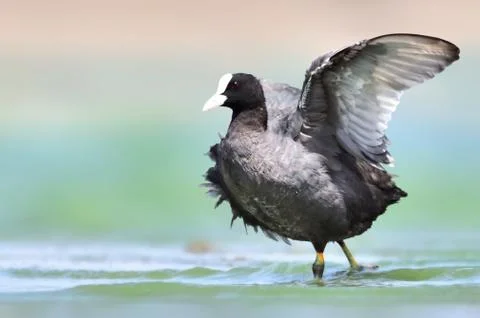 Eurasian coot Foto stock