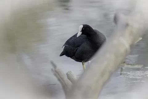 Eurasian coot Stock Photos