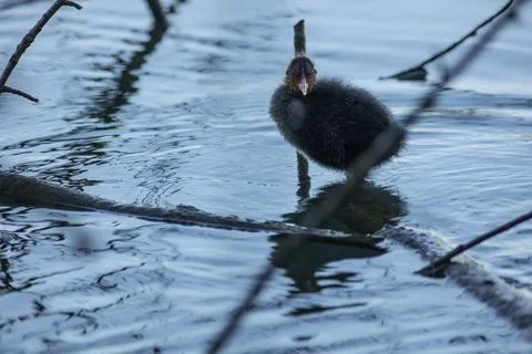 Eurasian coot Stock Photos