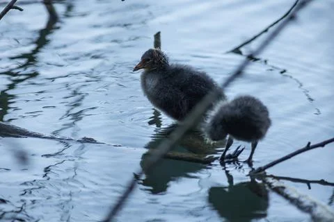 Eurasian coot Foto stock