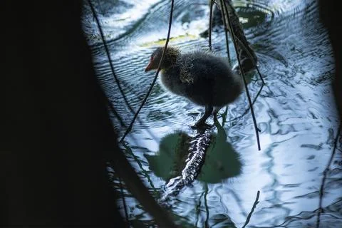Eurasian coot Stock Photos