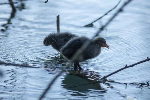 Eurasian coot Stock Photos
