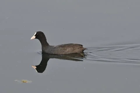 An eurasian coot Foto stock