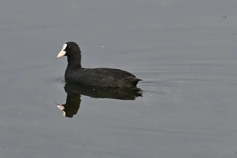 An eurasian coot Stock Photos