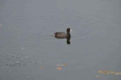 An eurasian coot Stock Photos
