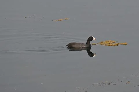 An eurasian coot Stock Photos
