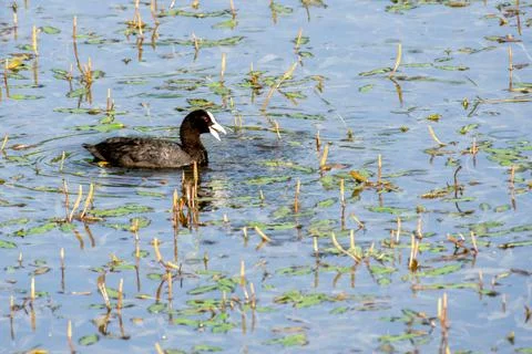 Eurasian Coot Foto stock