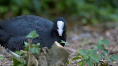 Eurasian Coot picking through dead leaves Stock Footage 114621683
