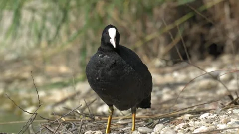 Eurasian Coot Preening Its Feathers on a Rocky Shore - 4K Slow Motion Footage Stock Footage 337493133