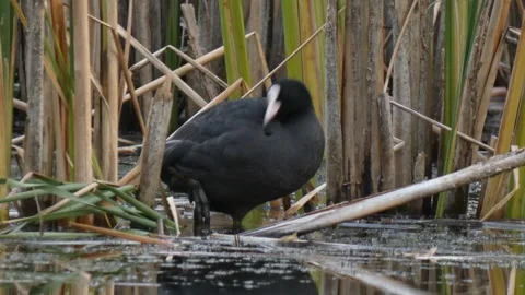 Eurasian coot preening on marsh reed Video stock 330739385