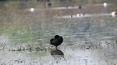 Eurasian coot preening in water Stock Footage 302986528