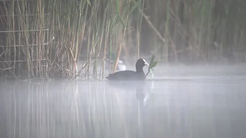 Eurasian Coot Pulling Reed Stalk in Heavy Morning Mist – 4K Slow Motion Vídeos de archivo 335243433