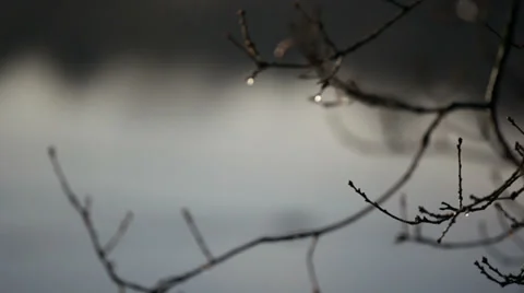 Eurasian coot rack focus through branch of a tree. Stock Footage 38820700
