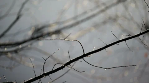 Eurasian coot rack focus through branch of a tree. Stock Footage 38828230