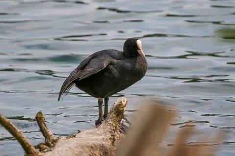 Eurasian Coot Resting on Tree Trunk Near Lake in Regensburg Springtime Stock Photos