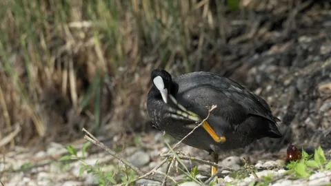 Eurasian Coot Scratching Itself on a Rocky Shore - 4K Slow Motion Wildlife Stock Footage 337497092