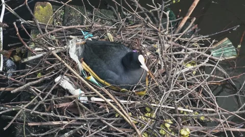 Eurasian coot sits in a nest built with plastic waste in Amsterdam Video stock 341274422