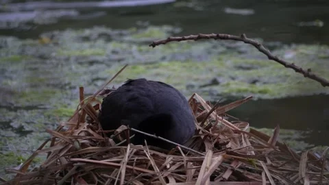 Eurasian Coot Sitting on Nest With Chick Amidst Reeds on Mossy Pond Stock Footage 337928442