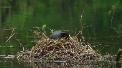 Eurasian Coot Sitting on Nest Floating in Lake Stock Footage 331603462