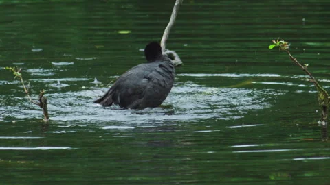 Eurasian Coot Splashing Water While Bathing in Lake Stock Footage 331603575