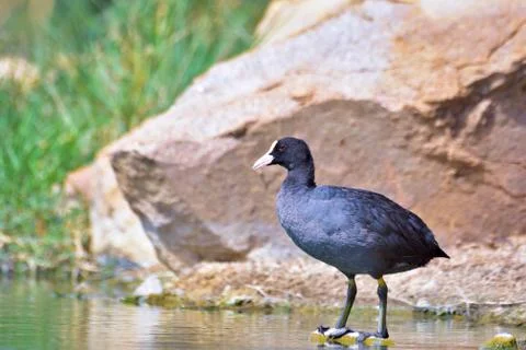 Eurasian coot standing on a solid rock Foto stock