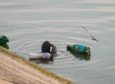 Eurasian coot swimming on a lake between plastic bottles (PET). Plastic pollu Stock-Fotos