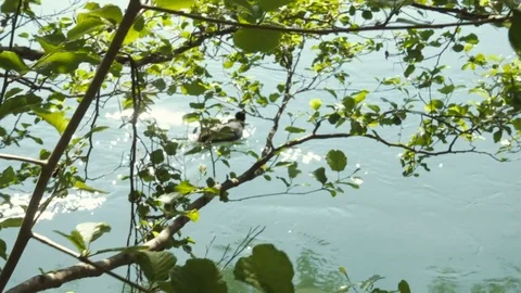 Eurasian Coot Swimming in a River Between Tree Branches Stock-Footage 75831693