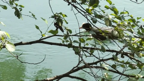 Eurasian Coot Swimming in a River Between Tree Branches Stock Footage