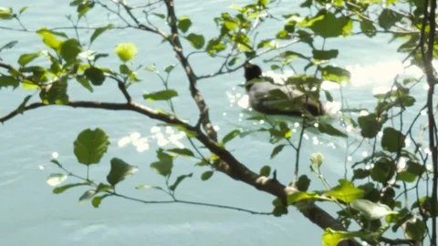 Eurasian Coot Swimming in a River Between Tree Branches Stock Footage 78064498