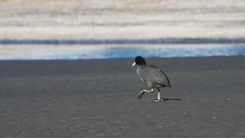 A Eurasian coot walking on the mudflat Stock Footage 333624011