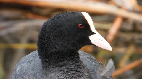 Eurasian coot in the wild Stock Footage 110904174